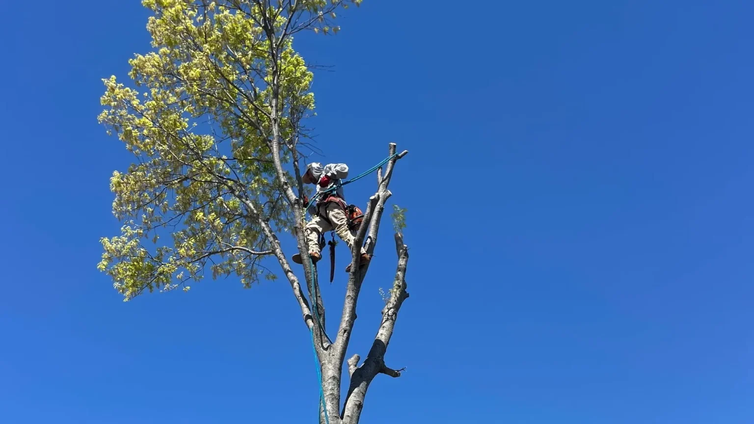 Professional Tree Masters tree care crew working around a mature North Texas tree